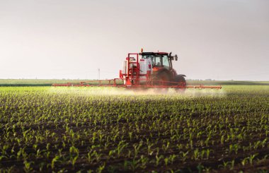 Traktör bahar aylarında mısır tarlasına böcek ilacı püskürtüyor.