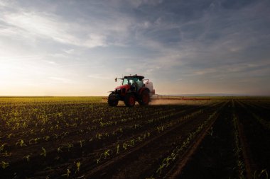 Traktör bahar aylarında mısır tarlasına böcek ilacı püskürtüyor.