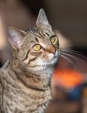 zevk bahar güneşin keyfini rahat ve mutlu kedi alır