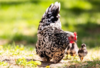 Tavuk ailesi ve tavuk ve küçük civcivler Serbest Çiftlikte