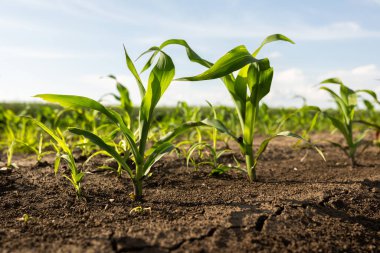 Genç Mısır Bitkileri. Güneş batan mısır tarlası. Mısır tarlası erken safhada
