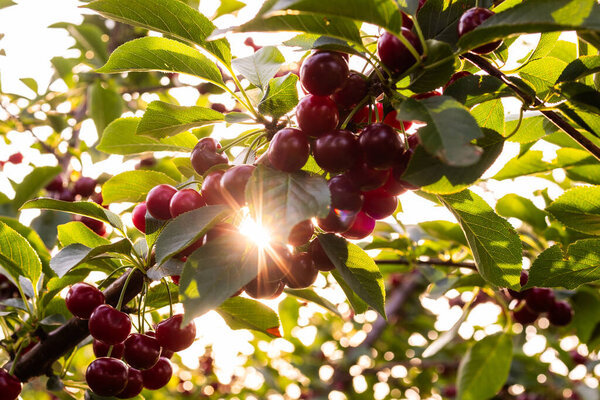 Fresh ripe sour cherry hanging on cherry tree in orchard