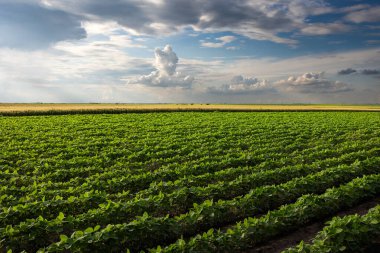 Çiftlik tarlasında büyüyen soya bitkilerinin üzerine gün batımı