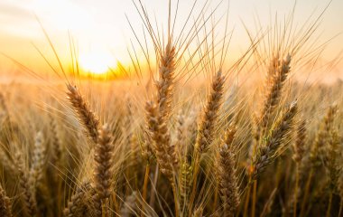 Çiftlik tarlasında büyüyen soya bitkilerinin üzerine gün batımı