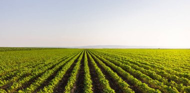 Bahar mevsiminde olgunlaşan soya fasulyesi tarlası, tarım arazisi..