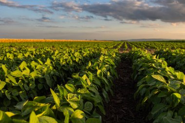 Sunset over growing soybean plants at ranch field clipart