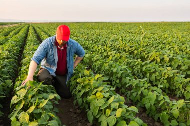 Soya tarlasında çiftçi. Büyüme, açık hava.