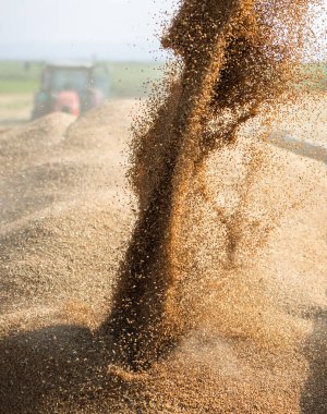 Hasattan sonra karavana buğday aktarımı