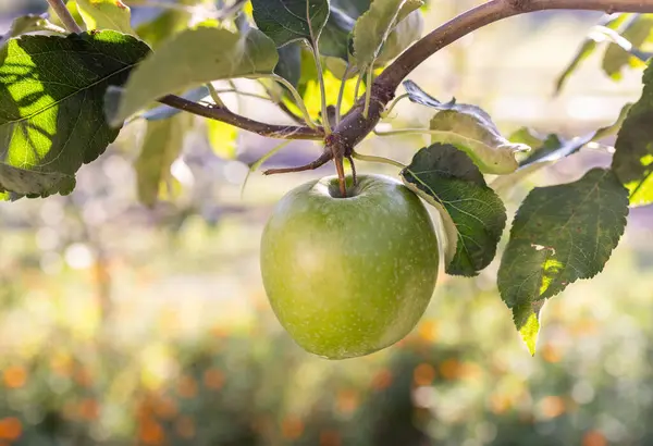 Närbild Ett Grönt Äpple Ett Träd Hösten Royaltyfria Stockfoton