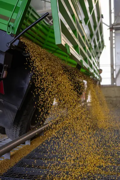 Hasattan sonra soya fasulyelerini ambara boşaltıyorum.
