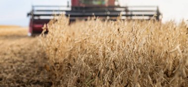 Gün batımında biraraya getirerek soya fasulyesi