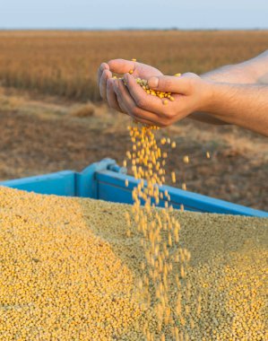 Hasattan sonra soya fasulyesi tutan köylü elleri