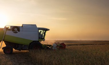 Gün batımında biraraya getirerek soya fasulyesi