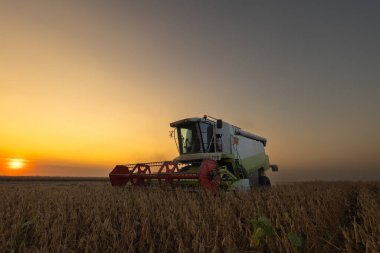 Gün batımında biraraya getirerek soya fasulyesi