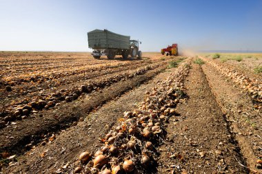 Hasatçı soğanı topraktan çıkardıktan sonra taşır.