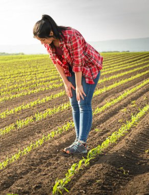 Genç kadın çiftçi baharda ekilen mısırları inceliyor.