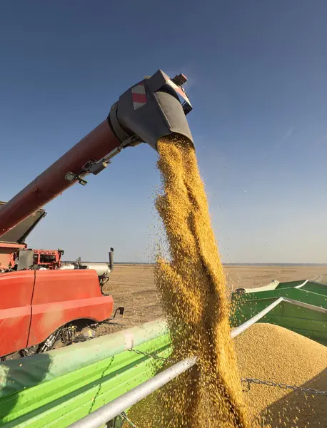 トラクタートレーラーに大豆を注ぐ組み合わせの穀物オーガー ストック写真