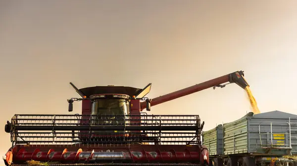 Getreideschnecke Des Mähdreschers Schüttet Sojabohnen Traktoranhänger Stockbild