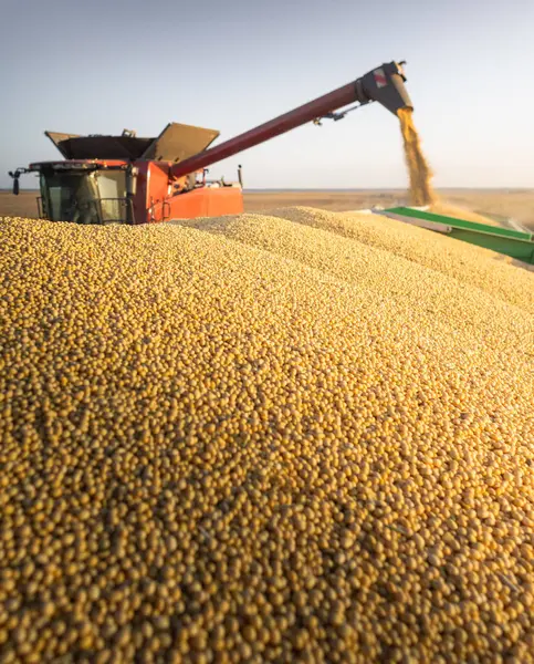 トラクタートレーラーに大豆を注ぐ組み合わせの穀物オーガー ロイヤリティフリーのストック画像