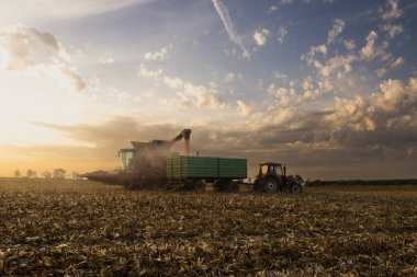 Mısır tahıl hasat Field'da sonra traktör römork dökme