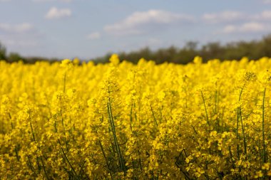 Image of rain-laden clouds arriving over a large rapeseed canola plantation clipart