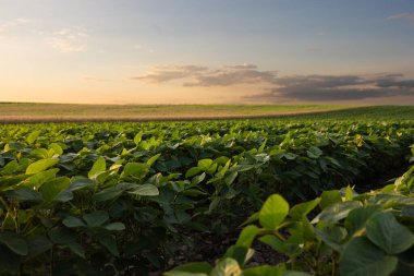 Çiftlik tarlasında büyüyen soya bitkilerinin üzerine gün batımı
