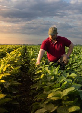 Soya tarlasında çiftçi. Büyüme, açık hava.