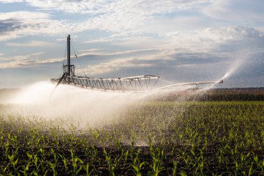 Güneşli bahar gününde tarımsal sulama sistemi mısır tarlasını suluyor..