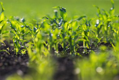 Genç Mısır Bitkileri. Güneş batan mısır tarlası. Mısır tarlası erken safhada
