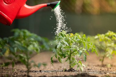 Gardening concept.Watering seedling tomato plant in greenhouse garden with red watering can. 