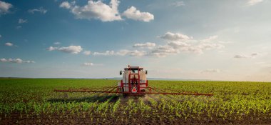 güneşli genç mısır bitkileri nemli alan satırları