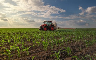 güneşli genç mısır bitkileri nemli alan satırları