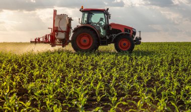 güneşli genç mısır bitkileri nemli alan satırları