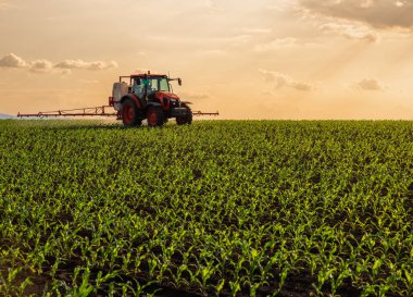 güneşli genç mısır bitkileri nemli alan satırları