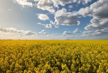 Gün batımında sarı kolza tohumu tarlası. Güneş ışığı sarı kanola rengini aydınlatır. Tarım alanı. Kırsal alan