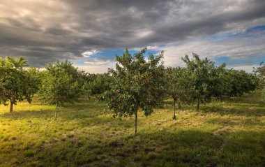 Meyve bahçesindeki kiraz ağacında asılı taze ekşi kiraz.