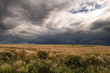 Arpa kulakları gün batımına karşı zemin manzarası