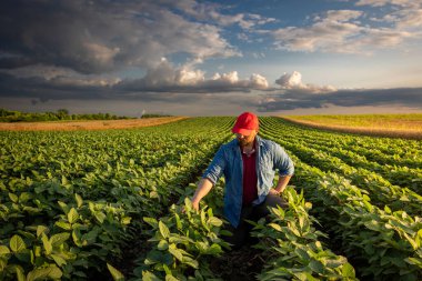 Soya tarlasında çiftçi. Büyüme, açık hava.