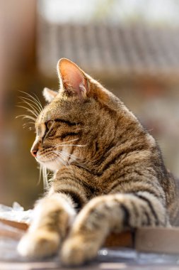 zevk bahar güneşin keyfini rahat ve mutlu kedi alır