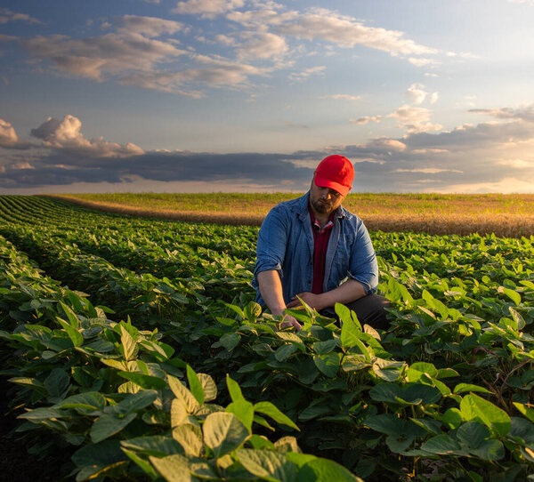 Farmer in soybean fields. Growth, outdoor.