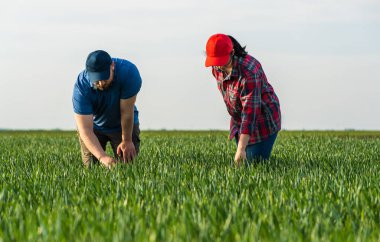 İlkbaharda ekilen buğdayı inceleyen genç çiftçiler