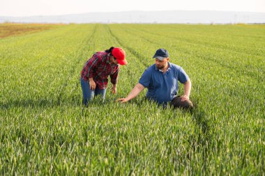İlkbaharda ekilen buğdayı inceleyen genç çiftçiler