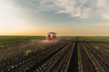 Traktör bahar aylarında mısır tarlasına böcek ilacı püskürtüyor.