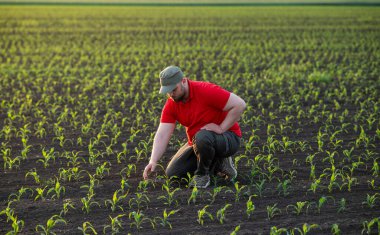 Mısır tarlasında çiftçi. Büyüme, açık hava.