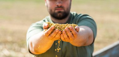 Traktör römorkunda elinde soya taneleri tutan çiftçi.