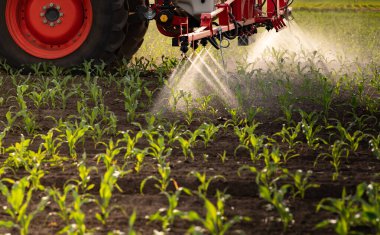 Traktör bahar aylarında mısır tarlasına böcek ilacı püskürtüyor.