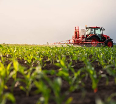 Traktör bahar aylarında mısır tarlasına böcek ilacı püskürtüyor.