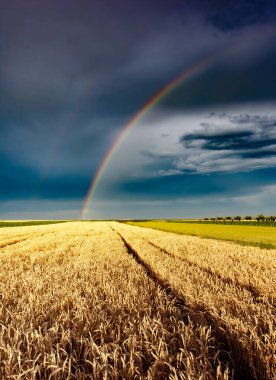 Gökkuşağı bulutlar buğday alan karanlık bir arka plan üzerinde parlar