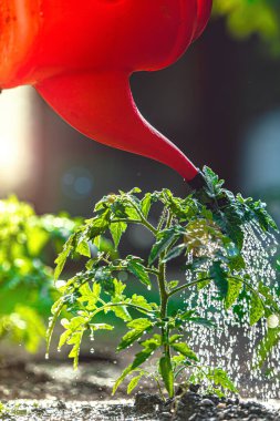 Bahçe konsepti. Sera bahçesinde domates tohumu sulamak. Kırmızı sulama kutusuyla.. 