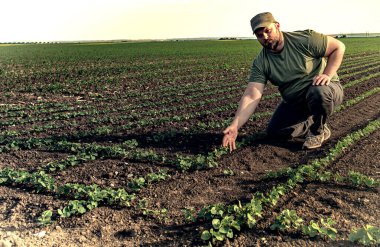 İlkbaharda taze soya eken genç çiftçiler